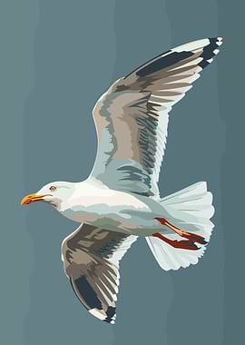 Seagull in Flight