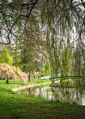 Park pond with weeping willow tree