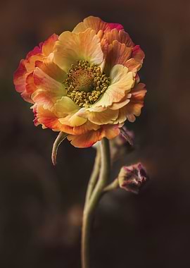 Orange and Yellow Flower Close-Up