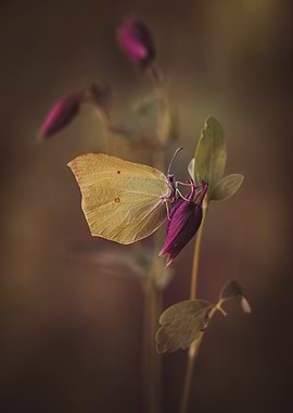 Butterfly on Purple Flower Bud
