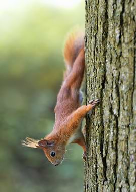 Squirrel climbing down a tree trunk