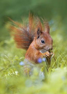 Squirrel in Greenery