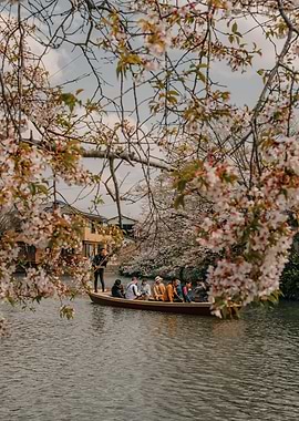 Boat ride under cherry blossoms in Yanagawa, Japan
