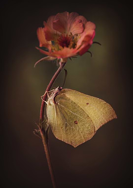 Butterfly on a flower