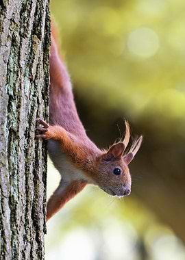 Squirrel clinging to tree trunk