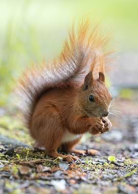 Squirrel Eating Nut in Forest