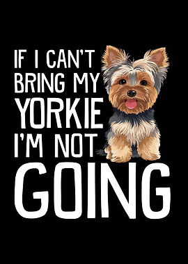 Yorkie Dog