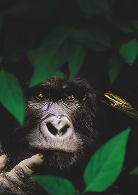 Gorilla and Frog in Jungle