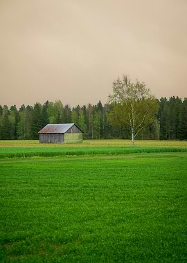 Rural landscape with barn and tree
