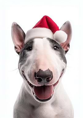 Bull Terrier dog with Santa Hat