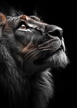 Lion Portrait on Black Background