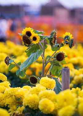Sunflower Field in Bloom