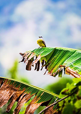 Tropical Kingbird