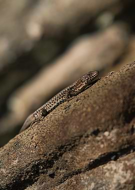 Lizard on a Rock