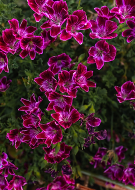 Burgundy Geranium Flowers