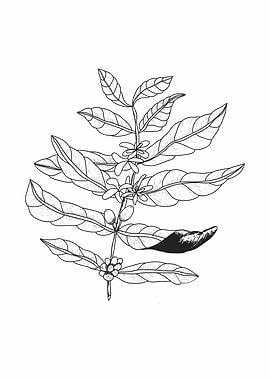 Coffee Plant Botanical Illustration