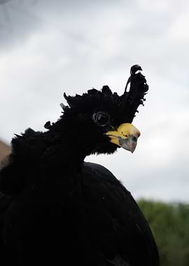 Crested Bird Portrait