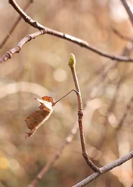Spring bud in december