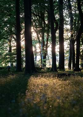 Sunlit Forest Scene