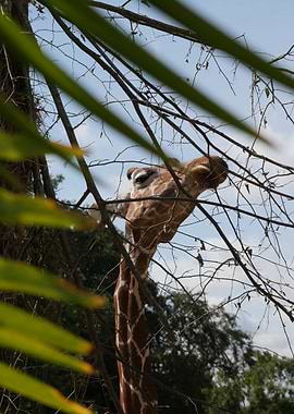Giraffe, Distrust and looking down