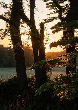 Golden Sunset Through Trees