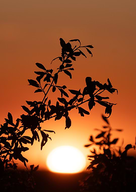 Silhouette of Leaves at Sunset