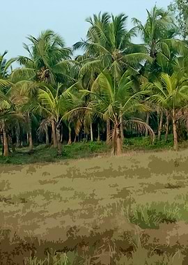 Lush Coconut Palm Grove Landscape AN2