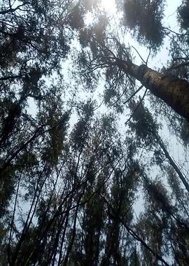 Looking up at tall trees