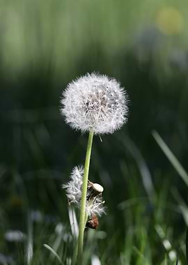 Dandelion Seed Head in Green Field