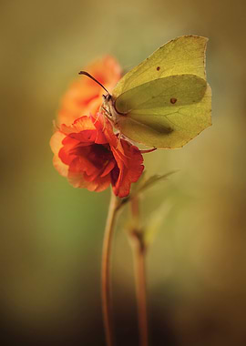Butterfly on Orange Flower