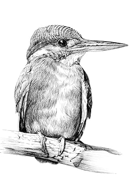 Kingfisher Bird on Branch Pen and Ink