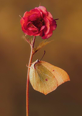 Butterfly on a Red Flower