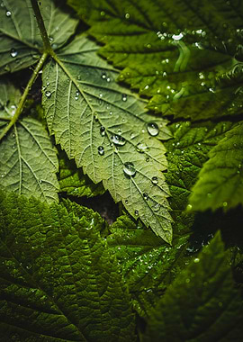 Green Leaves with Water Droplets
