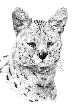 Serval Cat Portrait
