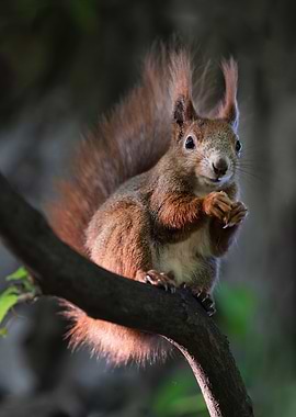 Squirrel on Branch