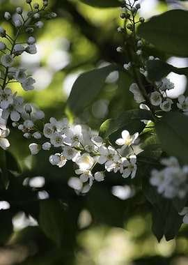 White Blossoms on a Branch