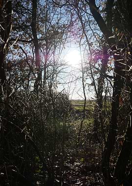 Sunlight path in forest
