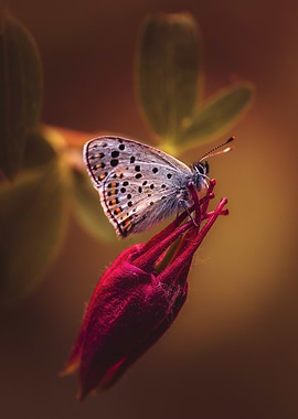 Butterfly on Red Flower Bud