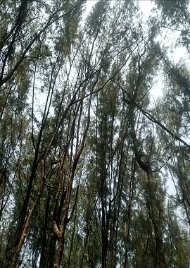 Dense Forest Canopy View