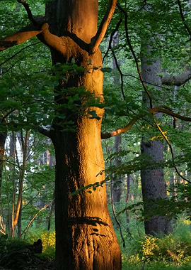 Sunlit Tree in Forest