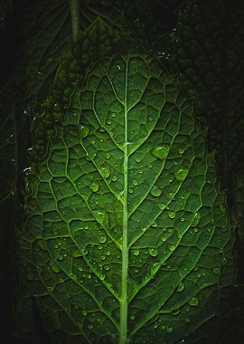 Green Leaf with Water Droplets