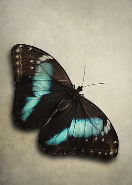 Butterfly with Blue Markings