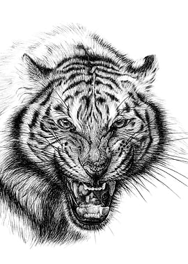 Tiger Portrait Black and White Drawing