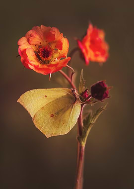 Butterfly on Orange Flower
