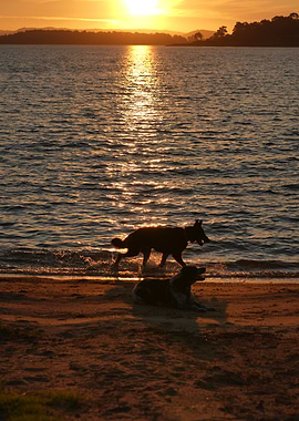 Dogs at Sunset by the Lake