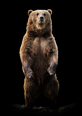 Standing Brown Bear on Black Background