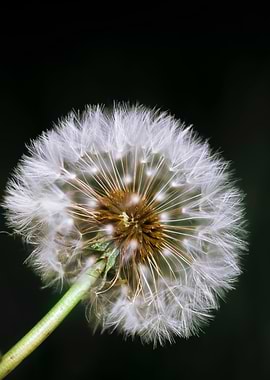 Dandelion Seed Head on Black Background
