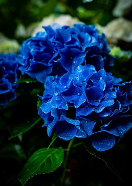 Blue Hydrangea Blossoms