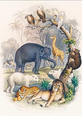 Vintage Animal Illustration