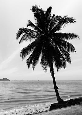 Monochrome Palm Tree Beach Scene